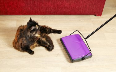 Cat on floor and sweeper mechanical brushes for cleaning garbage and animal wool