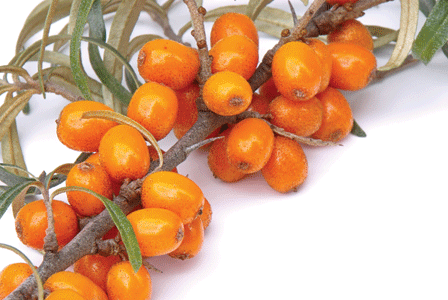 The Other Side of Seabuckthorn

