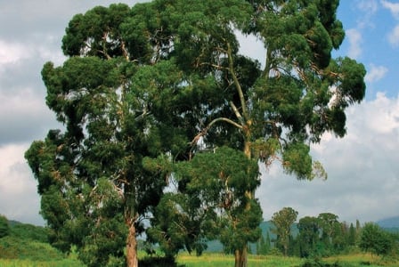 Eucalyptus
